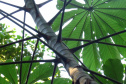 Obra da Ponte de Guaratuba inclui monitoramento da flora para preservação do meio ambiente