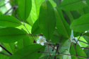 Obra da Ponte de Guaratuba inclui monitoramento da flora para preservação do meio ambiente