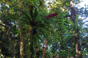 Obra da Ponte de Guaratuba inclui monitoramento da flora para preservação do meio ambiente