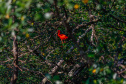 FAUNA