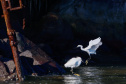 FAUNA