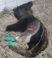 TAMANDUA