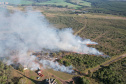 Ação de controle do pinus limpou em junho 11,2 hectares do Parque Estadual de Vila Velha