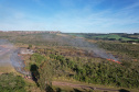 Ação de controle do pinus limpou em junho 11,2 hectares do Parque Estadual de Vila Velha