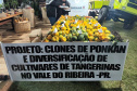 Cerro Azul promove Festa da Ponkan com apoio do Governo do Estado