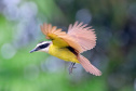 FAUNA