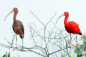 FAUNA