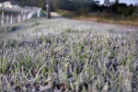 Após recorde de frio, temperatura sobe e Paraná volta a ter veranicos de inverno
