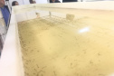 Paraná solta os primeiros mosquitos do “Método Wolbachia” na inauguração da biofábrica, em Foz do Iguaçu