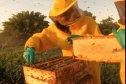 Abelhas produzem mel e aumentam a produção de grãos no Noroeste