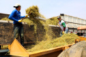 Capital da camomila, Mandirituba é o maior produtor paranaense da planta tanto em área como em produtividade.