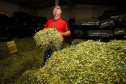 Capital da camomila, Mandirituba é o maior produtor paranaense da planta tanto em área como em produtividade.