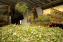 Capital da camomila, Mandirituba é o maior produtor paranaense da planta tanto em área como em produtividade.