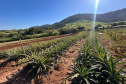 Abacaxi orgânico é a aposta de produtores do Noroeste
