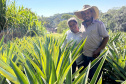 Abacaxi orgânico é a aposta de produtores do Noroeste