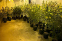 PMPR APREENDE MACONHA