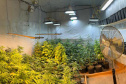 PMPR APREENDE MACONHA