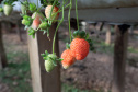 MORANGO