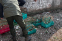  IAT APREENDE SETE AVES MANTIDAS EM CATIVEIRO IRREGULAR EM CURITIBA NESTA QUINTA-FEIRA (29)