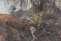  IAT preparou um guia orientativo para ajudar a população a agir com a fauna silvestre vitimada pelos focos de incêndio