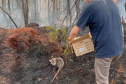  IAT preparou um guia orientativo para ajudar a população a agir com a fauna silvestre vitimada pelos focos de incêndio