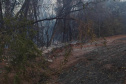  IAT preparou um guia orientativo para ajudar a população a agir com a fauna silvestre vitimada pelos focos de incêndio