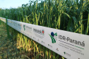  Evento de Agricultura de Baixo Carbono - show rural de inverno