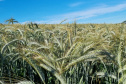 IDR NOVOS CULTIVARES
