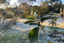 FRIO