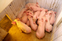Com destaque para grãos e proteínas animais, VBP mostra vocações regionais e diversidade do agro do Paraná