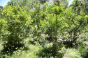 floresta
