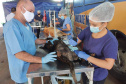 Programa Castrapet Paraná será retomado em novembro com o atendimento de mais de 35 mil animais, entre cães e gatos