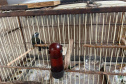 Técnicos do IAT aprenderam 15 aves em criadouros irregulares no Noroeste do Paraná