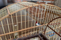 Técnicos do IAT aprenderam 15 aves em criadouros irregulares no Noroeste do Paraná