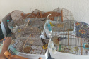 Técnicos do IAT aprenderam 15 aves em criadouros irregulares no Noroeste do Paraná