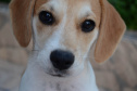Programa Castrapet Paraná será retomado em novembro com o atendimento de mais de 35 mil animais, entre cães e gatos