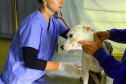 Programa Castrapet Paraná será retomado em novembro com o atendimento de mais de 35 mil animais, entre cães e gatos