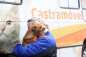 Programa Castrapet Paraná será retomado em novembro com o atendimento de mais de 35 mil animais, entre cães e gatos