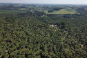 floresta