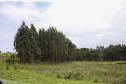 floresta