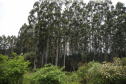 floresta