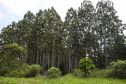 floresta