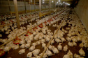 Com destaque para grãos e proteínas animais, VBP mostra vocações regionais e diversidade do agro do Paraná