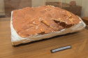 Município recebe título de "Vale Nacional dos Dinossauros" e mostra potencial do Paraná no turismo científico