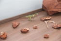 Município recebe título de "Vale Nacional dos Dinossauros" e mostra potencial do Paraná no turismo científico