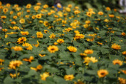 SESA ORIENTA ALERGIAS PRIMAVERA