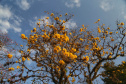 SESA ORIENTA ALERGIAS PRIMAVERA