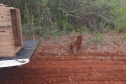 Após passar por tratamento veterinário, capivara voltou para a natureza nesta quarta-feira (9)