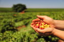 Mesmo com menor produção, café garante mais rendimento ao produtor