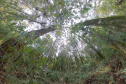 CAMINHOS PEABIRU